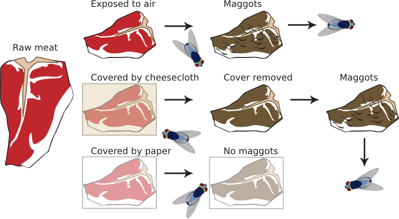 Figure 1.11. The Redi experiment. Using several pieces of meat, paper, and cheesecloth, Francesco Redi produced compelling evidence against the theory of spontaneous generation. One of the strong points of this experiment was its simplicity, which allowed others to easily reproduce it for themselves. See the text for details of the experiment.
