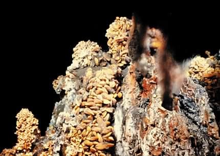 Figure 1.8. A deep-sea ocean vent. Ocean vents are common in areas of the sea floor that have volcanic activity. Water seeps into cracks on the floor and encounters magma. The water absorbs inorganic nutrients from the magma and is heated. The superheated water then flows out of the magma, sometimes quite forcefully, back into the ocean. This hot water contacts the cold ocean water, causing it to cool and release many of its inorganic contents. This cloud of inorganic compounds is highly reduced and can serve as a source of energy for microorganisms. These microbes serve as a primary producer for an entire food chain. The picture shows one type of ocean vent called a black smoker. Water coming out of the vent can be >300°C. Figure courtesy of Woods Hole Oceanic Institute.
Until recently, while we could study specific types of bacteria, we lacked a cohesive classification system so that we could not readily predict the properties of one species based on the known