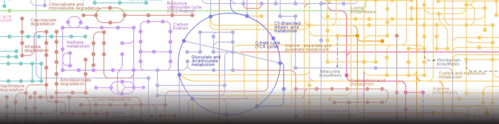 The pathways of biosynthesis in the cell