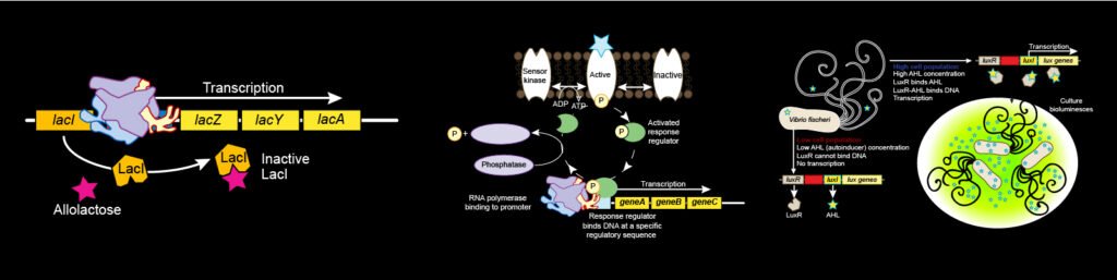 Regulation of Metabolism. The image shows various regulons discussed in the chapter