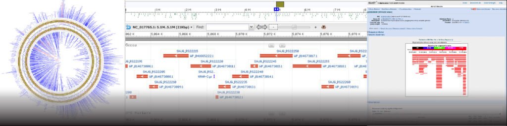 A schematic of various DNA sequences