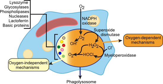 Killing Mechanisms of Phagocytes