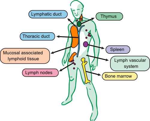 The tissues of the immune system