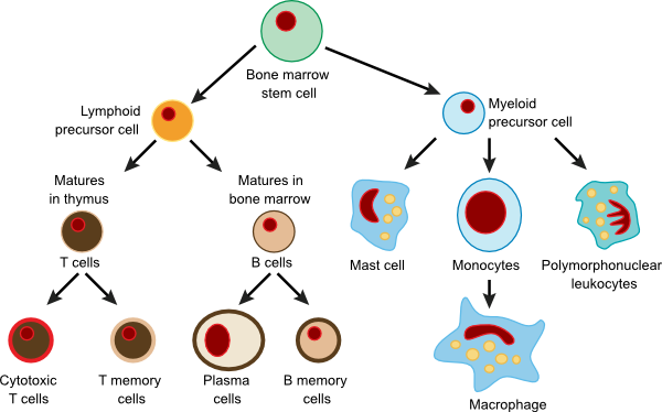 Types of immune cells and their progenitors