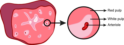 Anatomy of the spleen