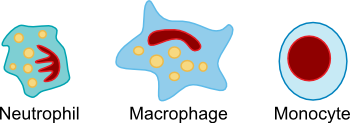 Phagocytes, Neutrophils, Macrophages and Monocytes