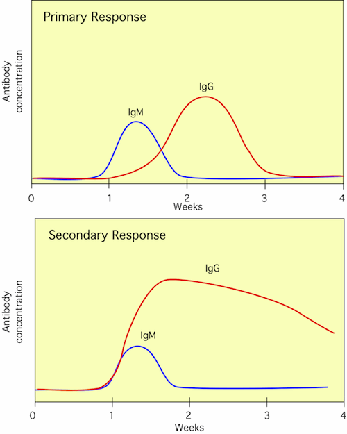 Graph of Antibody Responses IgM and IgG Titers with 1° and 2° Responses to Antigen.