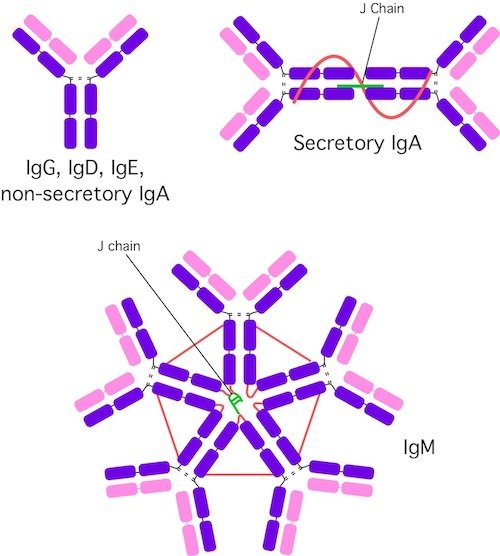 Different Antibody Types