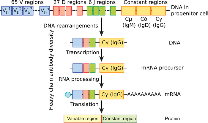 B Cell Differentiation