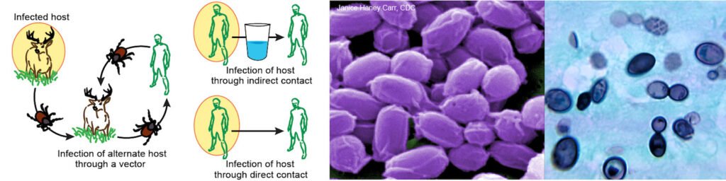Introduction to pathogens and those spread thorugh the air and by contact