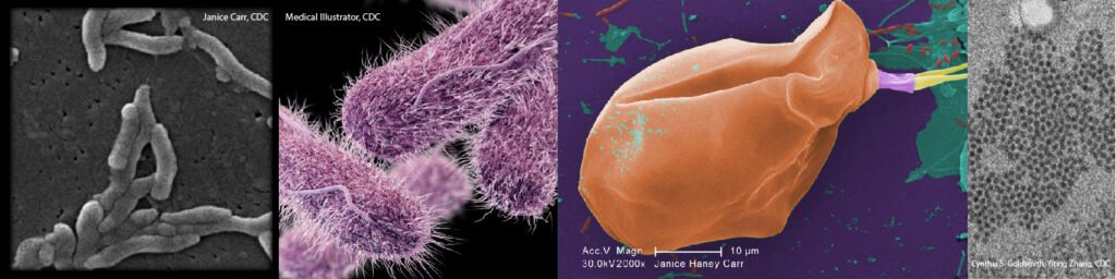 Diseases spread by fecal to oral transmission