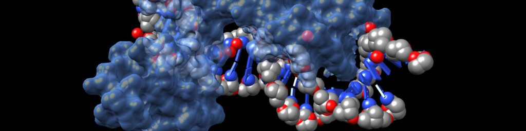 Molecular models of DNA and Proteins