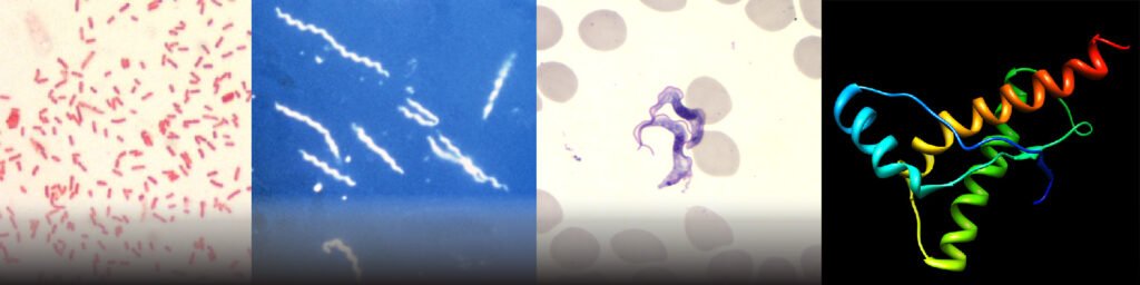 Vector Borne Disease