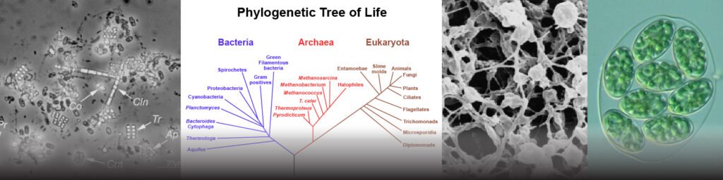 Phylogeny of microorganism