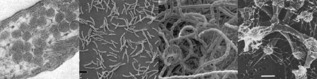 Aquatic Microbiology