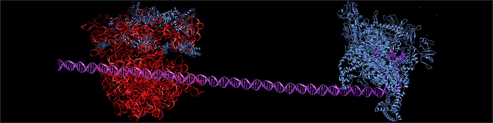 Header for Chapter 4 showing DNA and RNA polymerase
