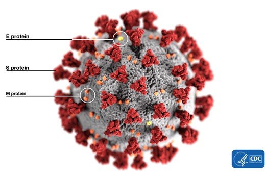 Figure 14.1. An artists depiction of the outside structure of the SARS-CoV-2 coronavirus. Note the ubiquitous presence of the Spike (S) protein on the surface of the virus. Image by Alissa Eckert and Dan Higgins from the CDC and is in the public domain.